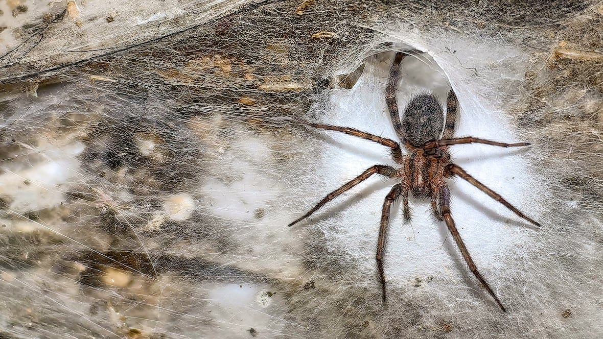 Clean, pest-free kitchen after treatment